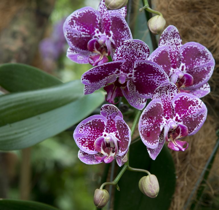 Singapore Orchid Garden